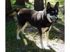 Adopt Champ a Siberian Husky, German Shepherd Dog