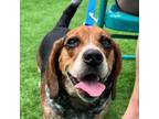 Adopt Max a Beagle