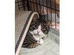 Adopt Bo a Domestic Short Hair