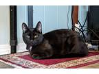 Adopt Boo Radley a Domestic Short Hair