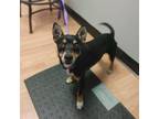 Adopt Ken a Miniature Pinscher