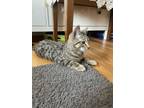 Adopt Streak a Domestic Short Hair