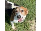 Adopt Claude (waiting on sponsor) a Beagle