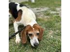 Adopt Claude (waiting on sponsor) a Beagle