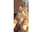 Adopt Phoenix (m) 1yrs old DMH orange and white a Domestic Medium Hair