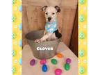 Adopt Clover a Mixed Breed, Catahoula Leopard Dog