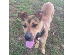 Adopt Finn a German Shepherd Dog