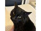 Adopt Willy a Domestic Short Hair