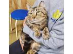 Adopt Hawk a Domestic Short Hair, Tabby