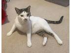 Adopt Tobias a Domestic Short Hair