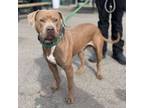 Adopt Rogue a Pit Bull Terrier