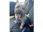 Adopt Coby a Yorkshire Terrier