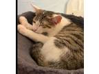 Adopt Manny a Domestic Short Hair