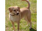 Adopt York a Yellow Labrador Retriever