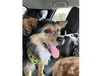 Adopt Roy a Mixed Breed