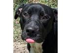 Adopt Black Dog a Pit Bull Terrier