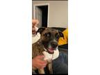 Adopt Milo a Boxer, Labrador Retriever