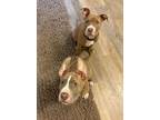 Adopt Tinder & Ashe a Pit Bull Terrier