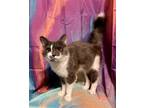 Adopt Corduroy a Domestic Medium Hair