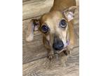 Adopt Axel a Dachshund