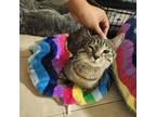 Adopt Jasper McWhiskers a American Shorthair