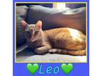 Adopt Leo a American Shorthair