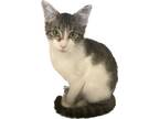 Adopt Cupid a American Shorthair