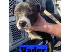 Adopt Vader a Terrier