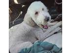 Adopt Frosty a Standard Poodle