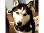 Adopt Max a Siberian Husky, Alaskan Malamute