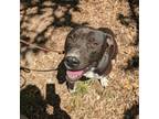 Adopt Bruno a American Staffordshire Terrier, Labrador Retriever