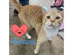 Adopt Banana a Tabby