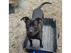 Adopt Baxter a American Staffordshire Terrier, Labrador Retriever