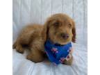 Goldendoodle Puppy for sale in Harrisonburg, VA, USA