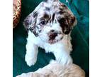 Cocker Spaniel Puppy for sale in Raleigh, NC, USA