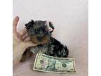 Yorkshire Terrier Puppy for sale in Pembroke Pines, FL, USA