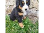 Bernese Mountain Dog Puppy for sale in Jeromesville, OH, USA
