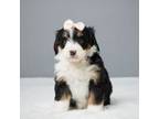 Mutt Puppy for sale in Apple Creek, OH, USA