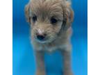 Mutt Puppy for sale in Colorado Springs, CO, USA