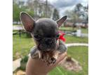 French Bulldog Puppy for sale in Atlanta, GA, USA