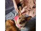 Snazzy Sage-adoption pending Terrier (Unknown Type, Small) Young Female