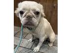 Dogue Adeline FLUFFY FRENCHIE French Bulldog Young Female