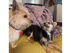 Ash Yorkie, Yorkshire Terrier Young Male