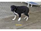 Journey Mixed Breed (Large) Puppy Female