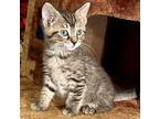 Titan Domestic Mediumhair Kitten Male