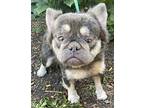 Dogue Bernard FLUFFY FRENCHIE French Bulldog Young Male