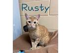 Rusty Domestic Shorthair Young Male