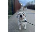 Yoshimitzu Shih Tzu Adult Male