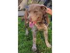 Dylan Mixed Breed (Medium) Adult Male