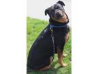 Zar Zar Rottweiler Young Female